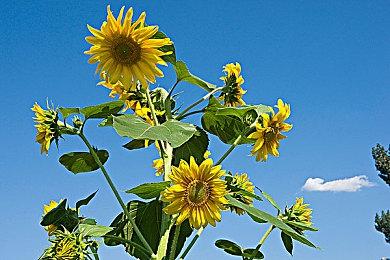 《星露谷物语》“博德村”MOD作者回忆艰难开发历程